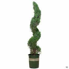 Image result for spiral cut juniper trees