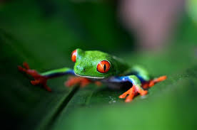 Frogs make truly amazing pocket pets but keeping them happy, healthy and content requires the right home environment and diet. Short On Space Best Exotic Pets For A Nano Terrarium The Tye Dyed Iguana Reptiles And Reptile Supplies In St Louis