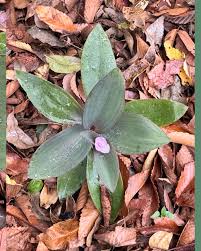 Image result for Coleotrype natalensis