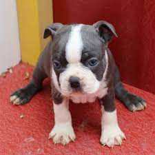 At normandy boston terriers we breed standard and colored boston's. Blue Boston Terrier Puppy 646210 Puppyspot