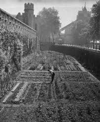 Growing Vegetables In The Tower Of London Moat Wwii Tower Of London London History Dig For Victory