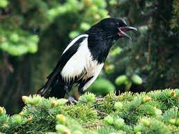 Identifying birds is at the very heart of bird watching. Black Billed Magpie Wikipedia