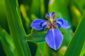 Free shipping on qualified orders. Ultimate Guide To The Iris Flower Meaning Symbolism Petal Republic