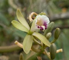 Image result for Vahliaceae