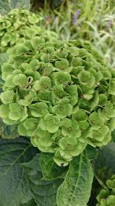 アジサイの花の部分が緑の葉っぱみたいになってるのは病気 あえて病気にさせて売ってたりもするらしい こわ Togetter