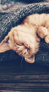 Bijoux Fond D Ecran Chat Chats Et Chatons Chats Adorables