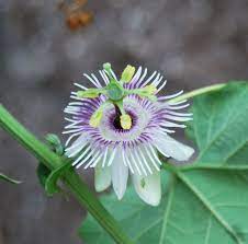 Passiflora Morifolia Woodland Passion Flower Blue Passion Flower Passion Flower Passiflora