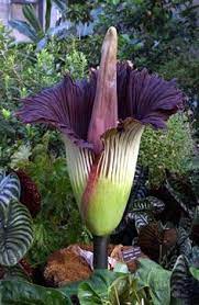Rafflesia arnoldii is world largest flower. 7 World S Largest Flower Ideas Large Flowers Unusual Flowers Planting Flowers