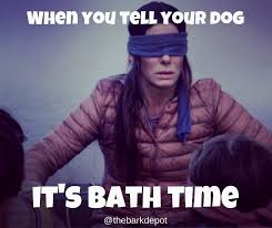 Treating yourself with a hot or warm bath can feel like the height of luxury. No Please Mom Don T Make Me Take A Bath Anyone Else Have This Struggle With Their Pups Dogbathtime Birdboxmemes Bathtime Clea Dog Bath Pup Bath Time