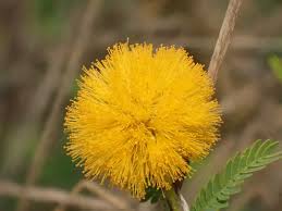 Image result for Acacia kamerunensis