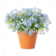 Sep 24, 2020 · whereas sprays, baskets, potted flowers and plants can bring great comfort when sent to the home of the bereaved. Forget Me Not Flowers In Pot Isolated Isolated On White Background Stock Photo Picture And Royalty Free Image Image 18023333