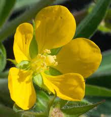 Image result for Ludwigia leptocarpa