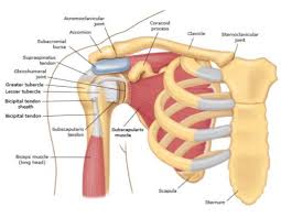 Image result for Shoulder Subluxation