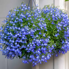 Image result for Lobelia caerulea