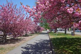 We did not find results for: Those Blooming Trees The Furies Cape Cod Cleaning Service