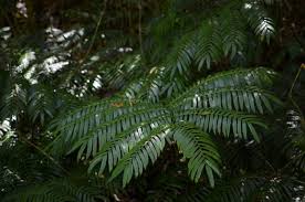 Image result for Ptisana