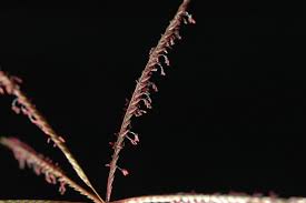 Image result for Cynodon nlemfuensis