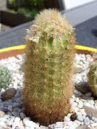 Getting a cactus to bloom may be difficult and take a lot of time, but it is not impossible! Cactus Flowers Real Or Fake On Line Guide To The Positive Identification Of Members Of The Cactus Family
