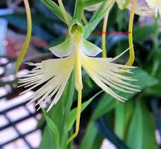 Image result for Habenaria chirensis