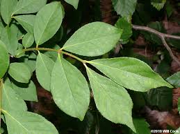 Check spelling or type a new query. Winged Burning Bush Euonymus Alatus