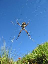A vicious insect that lives in the middle eastern deserts. Talk Spider Archive 2 Wikipedia