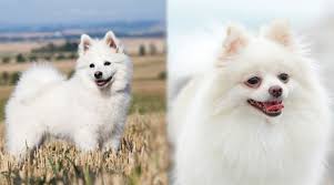 German Spitz Vs Pomeranian Breed Differences Similarities