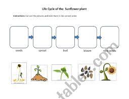 This sunflower acrostic poem printable makes the process much more enjoyable and it looks lovely on display. Life Cycle Of The Sunflower Esl Worksheet By Joannnasmom