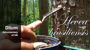 Image result for Hevea brasiliensis