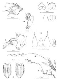 Image result for Bulbophyllum intertextum