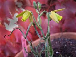 Image result for Albuca nigritana