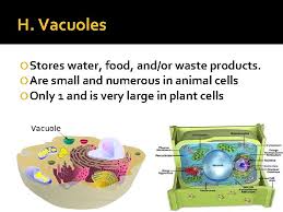 Animal cells have a number of other structures animal cells are the building blocks that make up all animal life. The Cell Types Of Cells And Their Organelles
