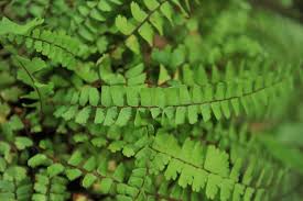 Image result for Adiantum incisum