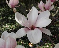 Image result for magnolia soulangeana