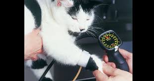 Automated blood pressure cuff use (error: Ceva Issues Mercury Challenge To Uk Vets Vet Times