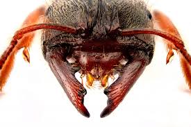 Others are elevated from the ground. Lessons From Little Creatures New Zealand Geographic