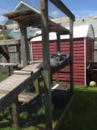 Chicken wire, or poultry netting, is a mesh of wire commonly used to fence in fowl, such as chickens, in a run or coop. A Large Rustic Cat Enclosure With Chicken Wire Shelves Beds And A Roof To Hide The Kitties From Exc In 2021 Cat Enclosure Outdoor Cat Enclosure Outdoor Pet Enclosure