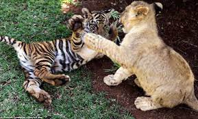 Just One Big Happy Family Abandoned Lion Tigers And Hyena Cubs Who All Play Together Tiger Video Cute Animals Baby Lion