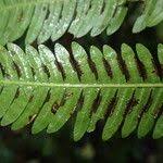 Image result for Pteris catoptera