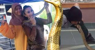 Ular sendok atau yang juga dikenal dengan nama kobra adalah sejenis ular berbisa dari suku elapidae. Cikgu Ular Malaysia