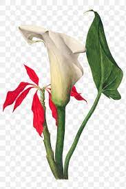 White Calla Lily Flower Png Botanical Illustration Watercolor Free Image By Rawp Botanical Illustration Watercolor Flower Illustration Botanical Illustration