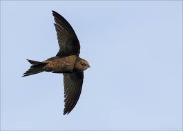 Результат пошуку зображень за запитом "стриж"