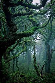 Subtropical Rainforest In Waikaremoana New Zealand Nature Photography Beautiful Nature Landscape Photography