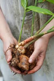 Most people find it easier to grow asparagus from crowns, which are widely available in the spring. How To Grow Asparagus Growing Ginger Growing Vegetables Veg Garden