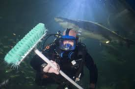 Awesome Job Shark Tank Cleaner