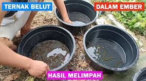 Jenis makanan yang biasa digunakan adalah siput, cacing dan berudu atau beberapa serangga kecil yang telah dicincang. Wow Ternak Belut Di Ember Sederhana Namun Hasil Melimpah Youtube