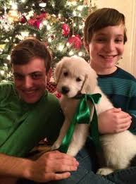 Bubbles and jake are our family pets. English Cream Golden Retriever Puppies In Texas Archives Goldwynns English Cream Golden Retrievers