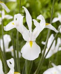 Dutch Iris Alaska Dutch Iris Iris Flower Bulb Index Bulb Flowers Dutch Iris Iris Flowers