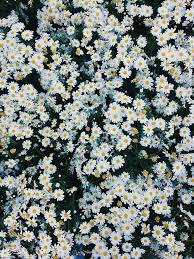 F L O W E R S Daisy Wallpaper Flower Wallpaper Tumblr Backgrounds