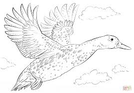 Download 137 duck colouring stock illustrations, vectors & clipart for free or amazingly low rates! Flying Duck Coloring Page Novocom Top