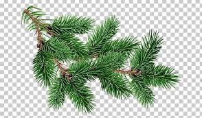 40,124 transparent png illustrations and cipart matching christmas tree. Fir Pine Christmas Tree Png Clipart Biome Blue Spruce Branch Christmas Christmas Decoration Free Png Download